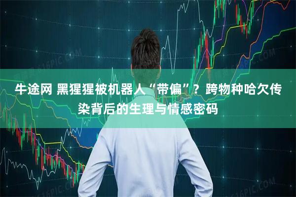 牛途网 黑猩猩被机器人“带偏”？跨物种哈欠传染背后的生理与情感密码